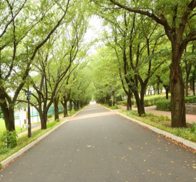 並木道をロードバイクで走る